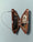 Bird in Woodgrain