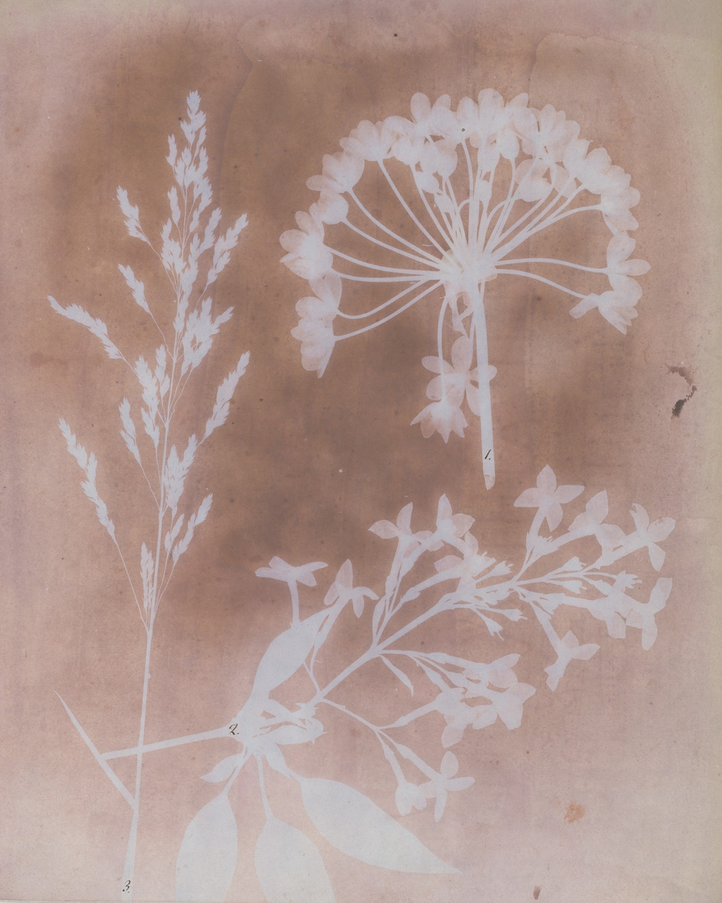Image Credit: William Henry Fox Talbot; 1839; The MET Museum 